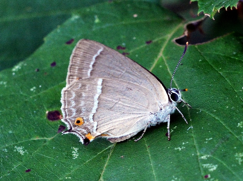 Favonius quercus